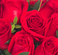 Rosas fascinantes