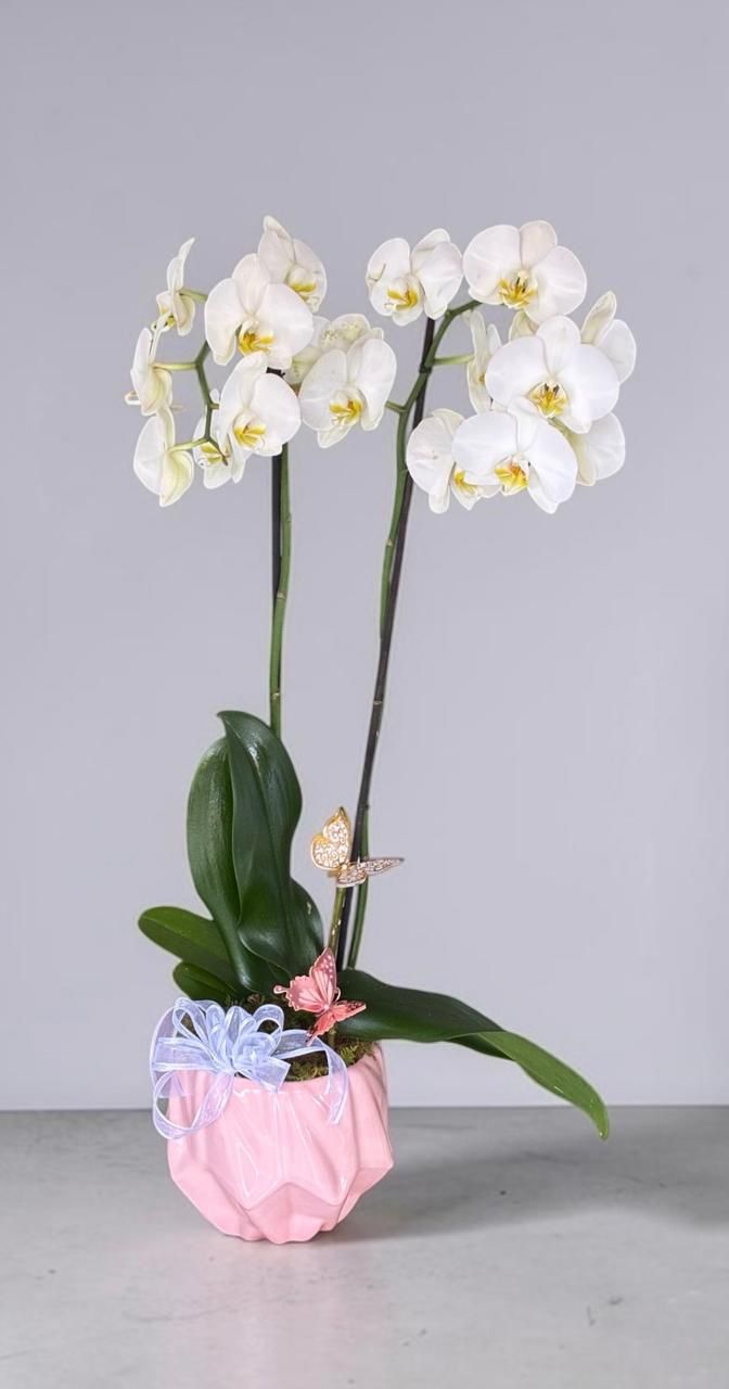 Orquídea doble blanca