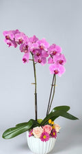 Orquídea doble morada