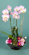 Orquídea doble lila